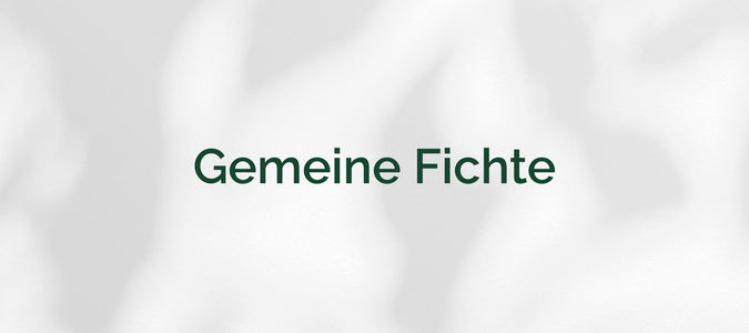 Gemeine Fichte (Picea abies)