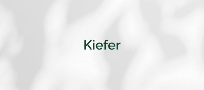 Kiefer (Pinus)