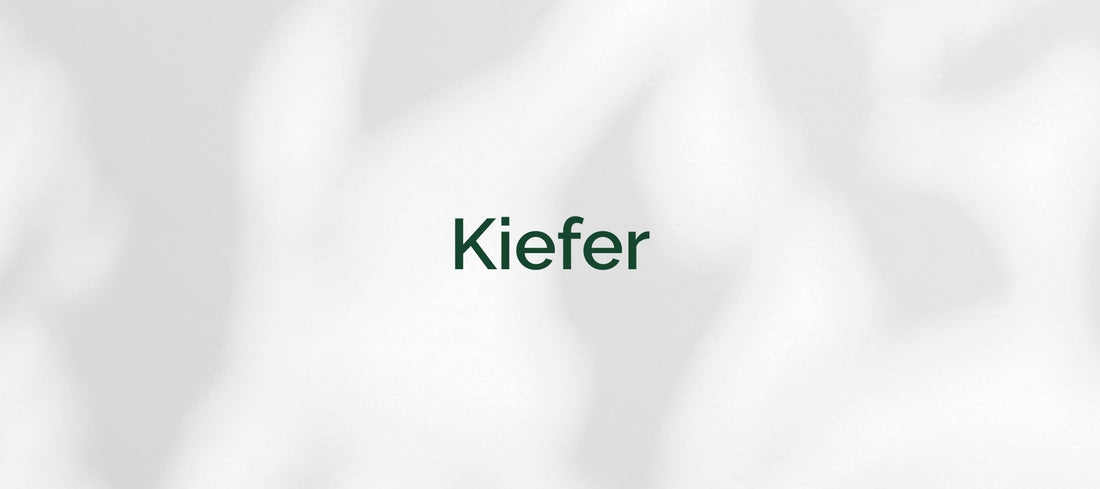 Kiefer (Pinus)