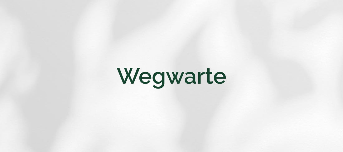 Wegwarte (Cichorium intybus)
