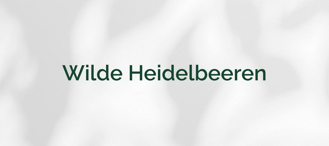 Wilde Heidelbeeren (Vaccinium myrtillus)