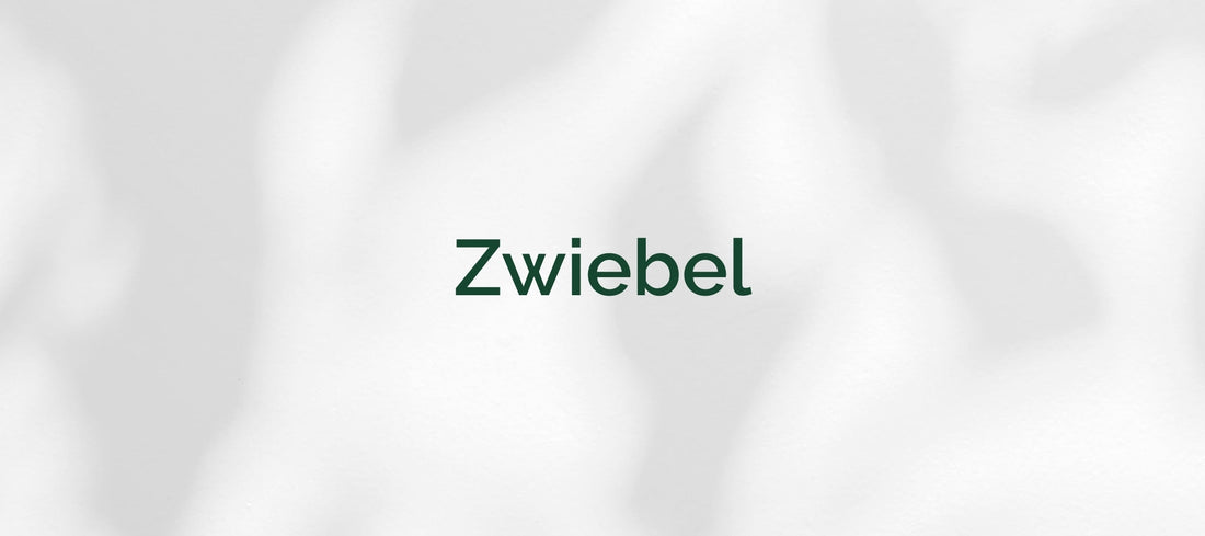 Zwiebel (Allium cepa)